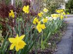 daffodils Narcissus around Mt. Tolmie, garden Victoria, Vancouver Island, BC, Pacific Northwest