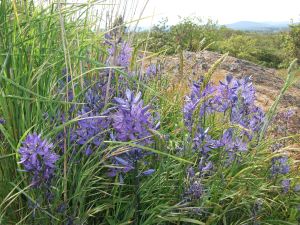 camas at Mt. Tolmie Park 2