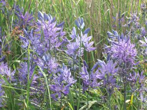 camas blooms cu garry oak meadow garden Victoria BC