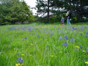 Camas Meadow - Beacon Hill Park 1