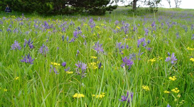 Camas Meadow cammasia, spring gold LOMATIUM UTRICULATUM - Beacon Hill Park 2