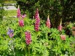 lupin blooms