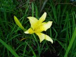 spring blooming Daylily