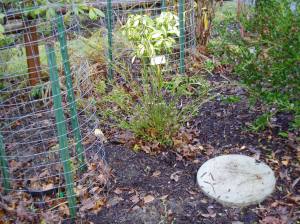 recovering bottlebrush Callistemon garden Victoria BC Pacific Northwest