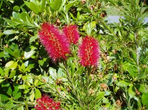 bottlebrush blooms Callistemon garden Victoria BC Pacific Northwest