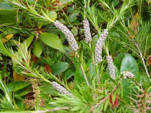 bottlebrush seed head Callistemon garden Victoria BC Pacific Northwest