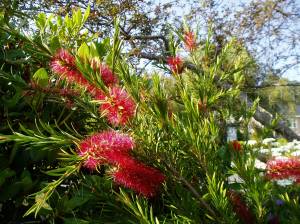 bottlebrush blooms Callistemon garden Victoria BC Pacific Northwest