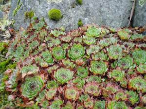 cu hens & chicks on rocks