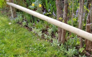 spring lychnis lychnis coronaria, rose campion, edging the bed