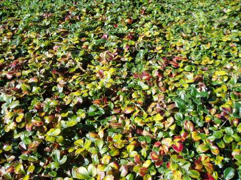 strawberry patch at Camosun'