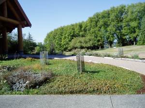 strawberry patch at Camosun's Lansdowne campus