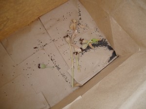 lychnis coronaria seed saving lychnis coronaria, rose campion, seed in a paper bag