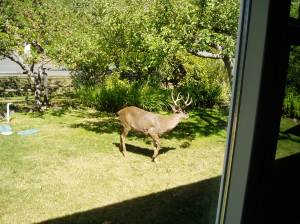 Deer under gravenstein apple tree 