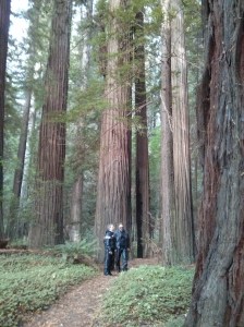 Redwoods along the Avenue of the Giants