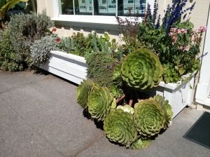 Planter box in Mendocino California