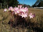 Naked Ladies in a California ditch
