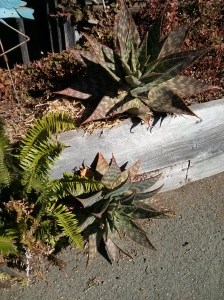 succulents beside a driveway in Gualala, California