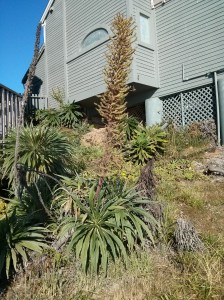 unusual plant along trail in Gualala, California