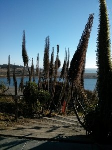 coastal trail in Gualala, California