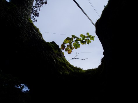 blackberry growing in a gary oak