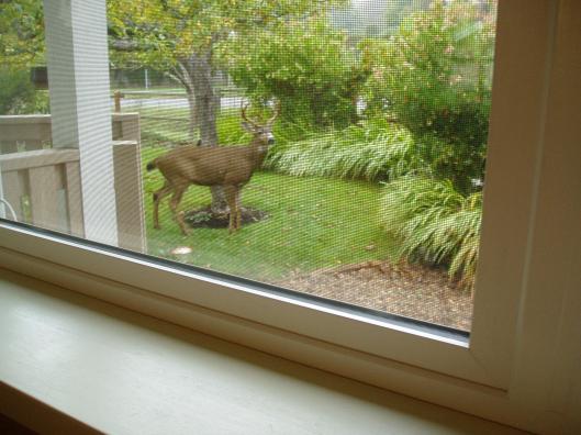 Buck at kitchen porch