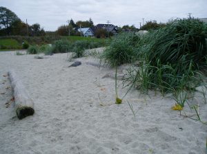 Fisherman's Wharf rain garden fall 2013 beach