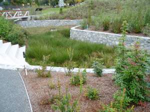 Fisherman's Wharf rain garden fall 2013 MS1