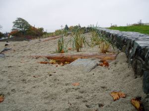 Fisherman's Wharf rain garden fall 2012 beach
