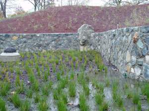 Fisherman's Wharf rain garden fall 2012 MS1