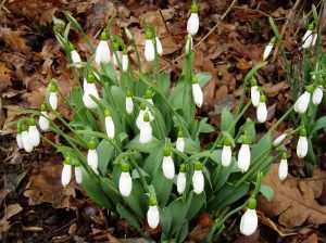 snowdrops blooming 2013 12 27