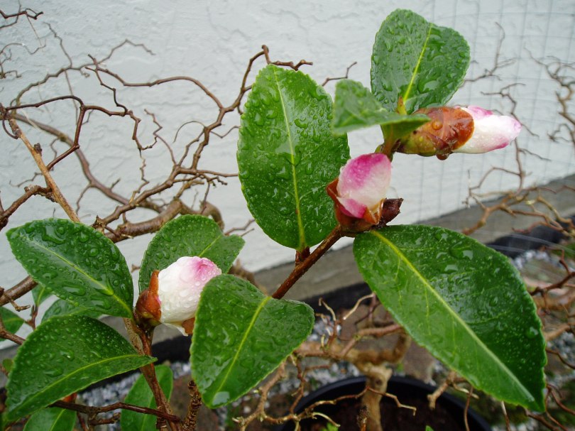 camellia buds, january ms garden Victoria, Vancouver Island, BC, Pacific Northwest