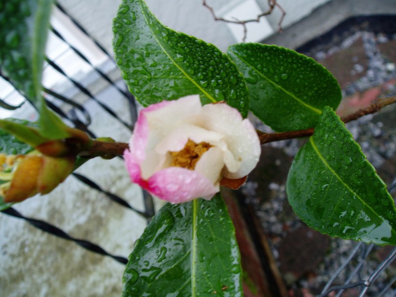 camellia bloom, january, apple blossom Camellia, apple blossom Camellia