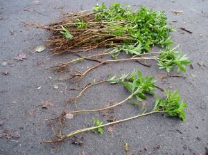 daphne pulled in about 10 minutes