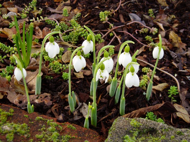 photo by SVSeekins, snowdrops, galanthus, garden Victoria BC, Pacific Northwest