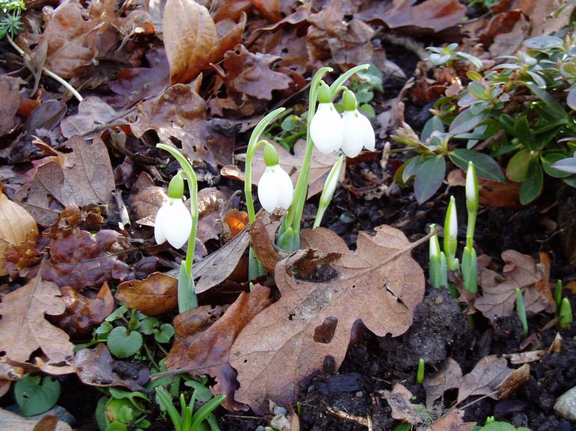 galanthus snowdrops hidden in leaves, galanthus, garden Victoria BC, Pacific Northwest, early bloom