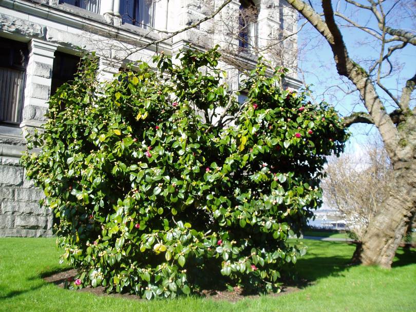 camellia, february, at the legislature, garden Victoria BC Pacific Northwest