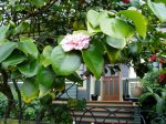 camellia, march, near the YM-YWCA, , ws