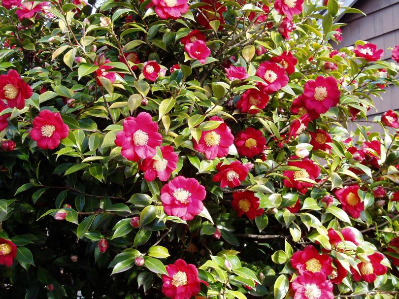 camellia, courtyard, may ms garden Victoria, Vancouver Island, BC, Pacific Northwest