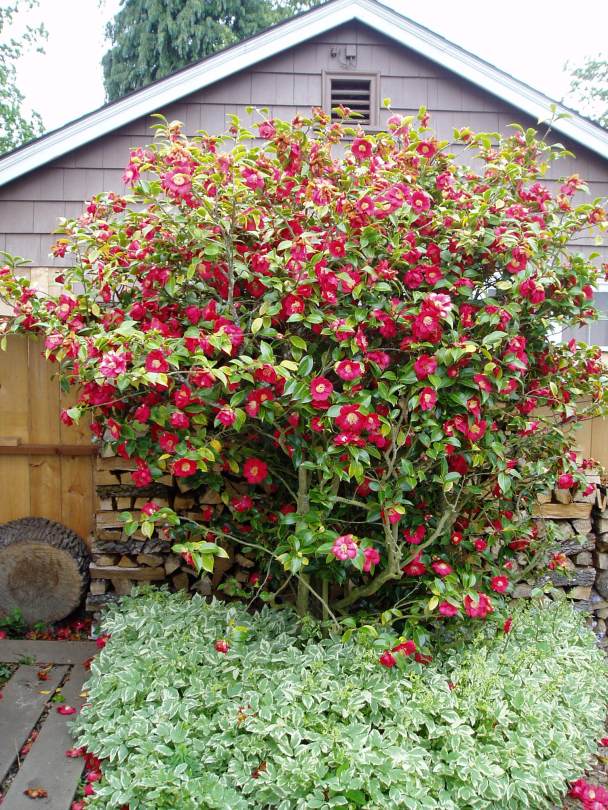 camellia, courtyard, may ms garden Victoria, Vancouver Island, BC, Pacific Northwest
