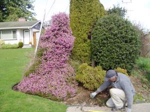 climbing heather in Central Saanich