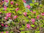 red flowering currant ms