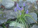 grape hyacinth