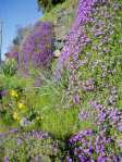 aubretia at Camosun College Victoria Garden