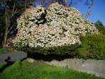 viburnum at Camosun College Victoria Garden