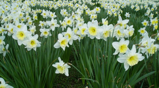 April Garden Activities