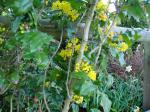 oregon grape (mahonia) in bloom Victoria garden BC Pacific Northwest