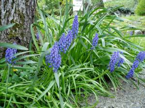 grape hyacinth, Muscari armeniacum garden Victoria, Vancouver Island, BC, Pacific Northwest