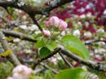 gravenstein apple blooms in april garden Victoria BC