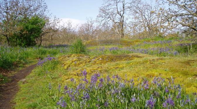 Mt. Tolmie’s Camas in Bloom