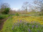 early camas bloom Mt. Tolmie, garry oak meadow, garden Victoria BC